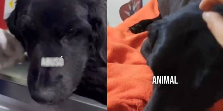 Negrita, la perrita agredida brutalmente en Bogotá que lucha por su vida