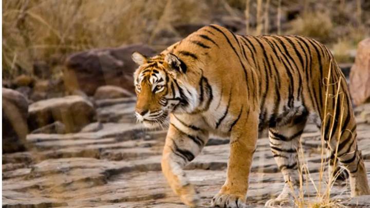 Odisha Villagers in Panic After Tiger Pugmarks Spotted