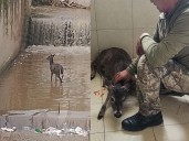 Rescatan a venadito herido que estaba atrapado en río de Cuajimalpa