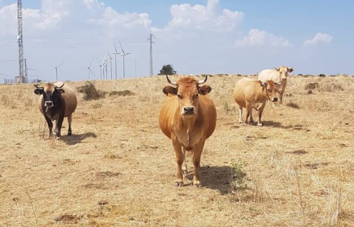 AVA-ASAJA mantiene su oposición al acuerdo con Mercosur por su impacto sobre el campo