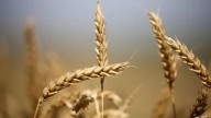 Desde el agro aseguran que “necesitamos un aumento de precios de los valores internacionales”