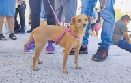Logran esterilizar a cuatro mil mascotas
