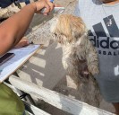 Rescatan aquí a mascota que tenía reporte de robo El Paso
