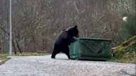 Luis María Fernández, presidente de los ganaderos de Caboalles de Abajo: "El oso ya mata por matar"