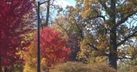 Fall colors could be vibrant this year