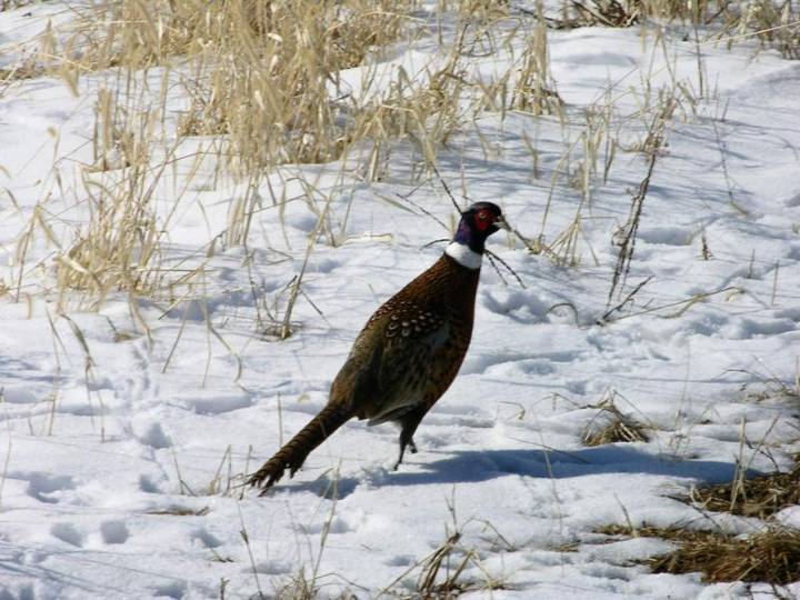 Wildlife experts predict ‘banner year’ for Iowa pheasant hunters