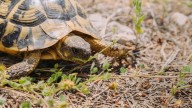 Tortugas de tierra en España: dos especies al borde de la extinción