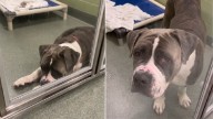 Florida Surrendered Pup Was Losing Hope In Her Kennel, Then She Got The Most Unexpected Surprise