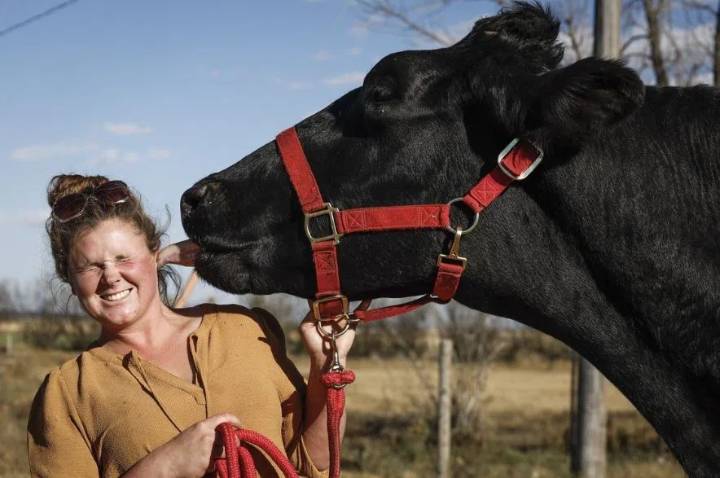 An Alberta farm is home to Beef, the world’s tallest steer