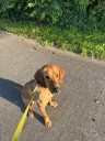 Chattanooga Police Department announces passing of K9 Buck