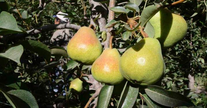 La pregunta del millón: ¿Vale la pena producir hoy peras o manzanas orgánicas?
