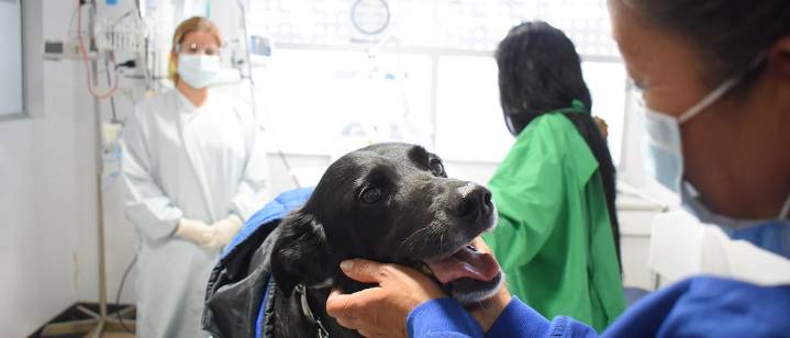 Más de 40 perros y gatos fueron esterilizados en Bogotá en jornadas gratuitas