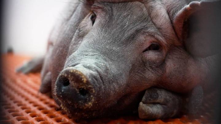 Pig kidney transplants take a step forward with approval of human trials