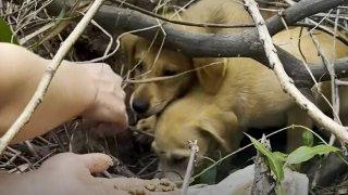 Litter Of Puppies Found In Beachside Box Begin New Lives With Families In New York