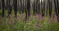 Western Canada tourism operators’ burned by another summer of wildfires