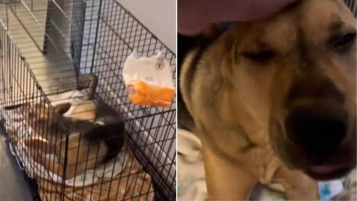California Puppy Proves Himself A Good Boy While Left Alone In Open Crate