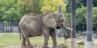 Front-end loader used to upright elephant at Milwaukee zoo