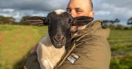 Wally the incredible lamb's journey comes to an end