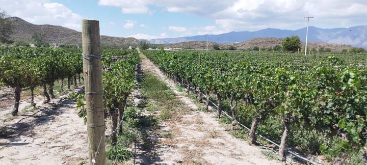 Coahuila es un tesoro del norte lleno de contrastes y encanto
