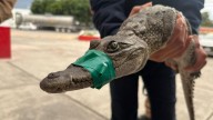 Rescatan cocodrilo de 80 cm en Cuautitlán Izcalli; investigan si era mascota ilegal