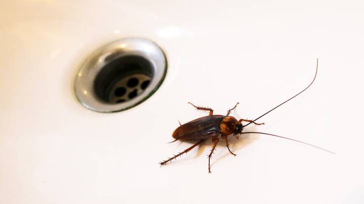 The Simple Maintenance Task That Can Keep Cockroaches Out Of Your Home