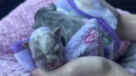 California Volunteer Rescues Two Tiny Puppies No One Else Would Take