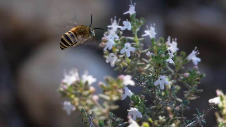 Choose These Fast-Growing Thyme Varieties And Watch Pollinators Flock To Your Yard