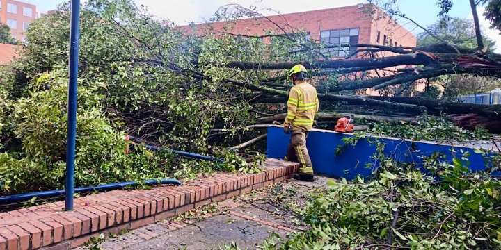 Tala de árboles gigantes en el occidente de Bogotá generó opiniones encontradas entre vecinos del sector