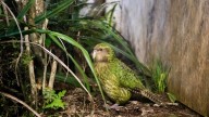 To save its unique and rare birds, New Zealand is turning to AI and genetic research