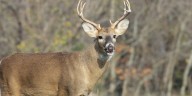‘Do Not Eat’ advisory remains in place for deer near Clark’s Marsh