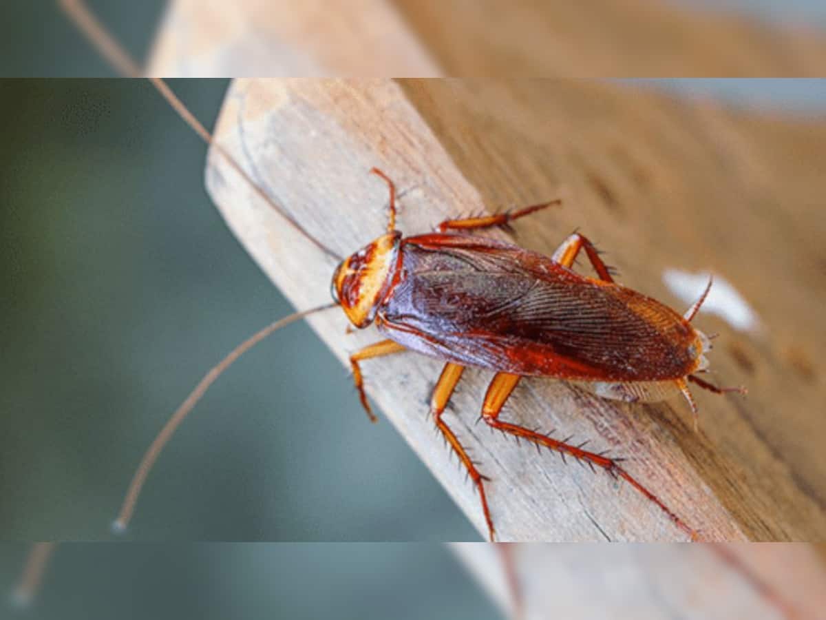 Cockroaches Taking Over Your Kitchen? Use These Items, They Will Disappear By Morning