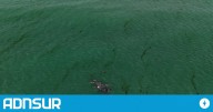 18:57 Prefectura Naval retiró ballenas muertas en Puerto Madryn para evitar riesgos sanitarios