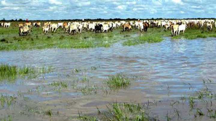 En Tauramena, Casanare, se inicia este lunes la Semana Ganadera Sostenible