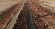 Mexico boosts controls on cattle after new screwworm case found near U.S. border