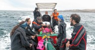 Tiburones en peligro el Golfo San Matías: manos que se embarcan para protegerlos