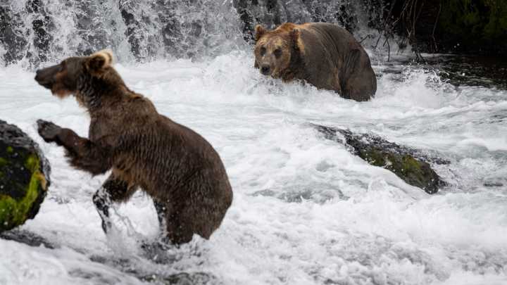 Fat Bear Week returns: Here's when the annual competition will be held