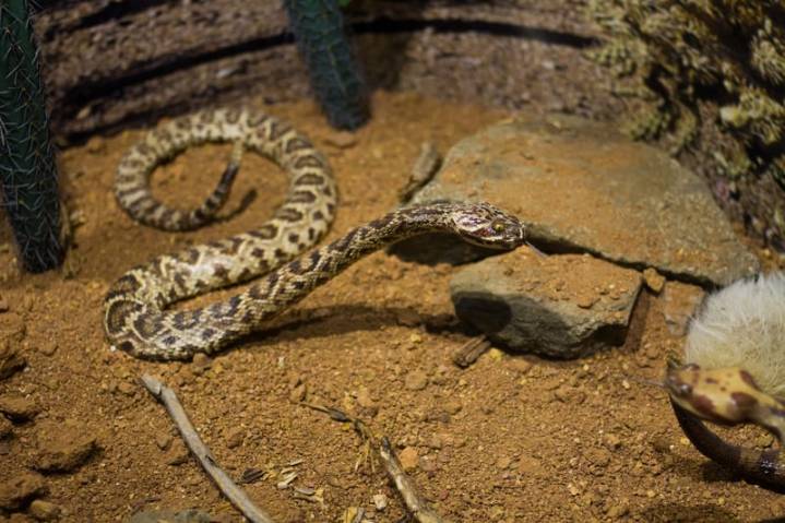 Teacher admits feeding kitten to classroom snake, apologizes to students
