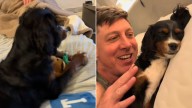 Dog From Florida Refuses To Leave Her Owner’s Bed For A Reason That Stuns Everyone