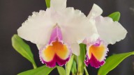 Caliorquídeas 2025, la vitrina de la diversidad natural