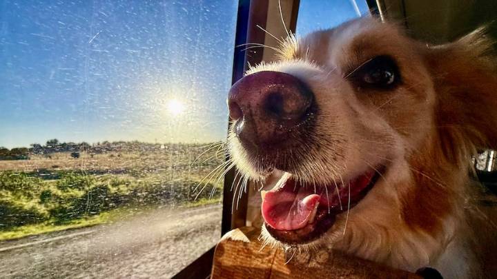 Doggy daycare saves the day