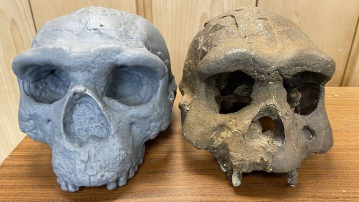 La reconstrucción de un cráneo sugiere que el origen de la Humanidad es medio millón de años más viejo de lo que creíamos