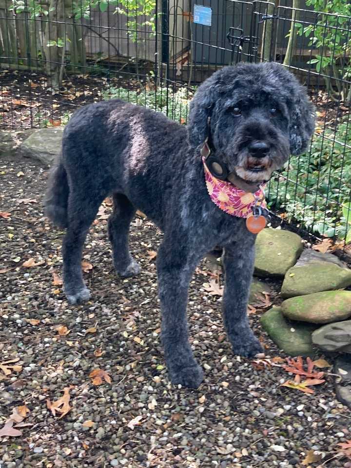Pumpkin in peril: How a drone was used to rescue a family dog