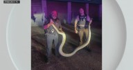 Massive 14-foot Burmese python found by construction crew on U.S. 1 in Pinecrest