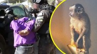 Encuentran un mono en operativo contra clan familiar dedicado al narcotráfico: Allanamientos incluyeron la cárcel Santiago 1