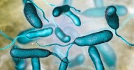 Rare Flesh-Eating Bacteria Claims Fifth Life in Louisiana
