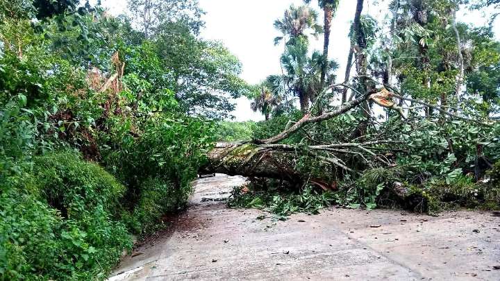 Tlanchinol: lluvia provoca deslaves y caída de árboles en la México