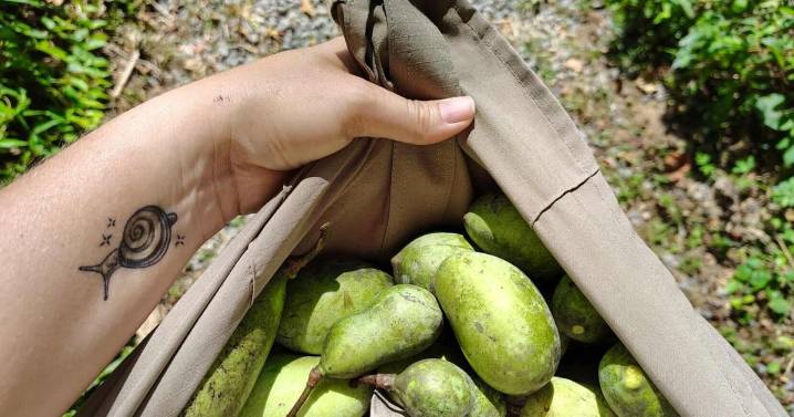 A tasty adventure: Tips for foraging pawpaws, persimmons, mushrooms and much more