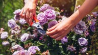 The Clear Sign That It's Time To Stop Deadheading Your Flowers For The Season