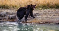 Yellowstone hiker survives bloody encounter with a bear