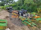 Rapiñan tráiler volcado que transportaba pollos en José María Morelos